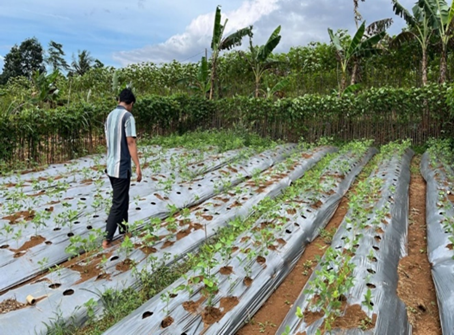 Gambar petani kooperator penerapan pupuk Organik Cair Berbasis Limbah di Desa Benteng